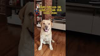 Iska matlab hota hai himmat Hai to karke dikha🤔labradorfunnydog labradotrendingvideo YOUTUBE [upl. by Maillil829]