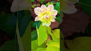 DAHLIA PINNATA PLANTS shorts [upl. by Fonville]