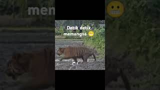 Harimau lepas harimausumatrayoutubeshort [upl. by Ahsyt240]