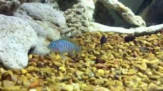 F1 Jalo Reef Fry Cynotilapia afra [upl. by Smart457]