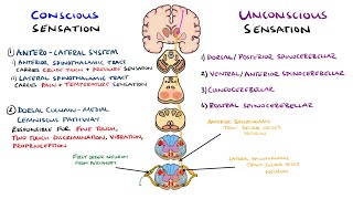 Spinothalamic Tract and Dorsal Column Medial Lemniscus Pathway  Ascending Tracts of the Spinal Cord [upl. by Ocko]