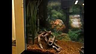 Common Musk Turtle And Jack Dempsey Cichlid Tank [upl. by Lleumas]