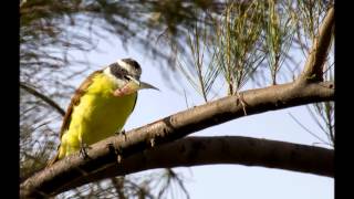 Birds of Chapala [upl. by Artemis]