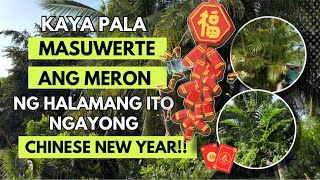 WAG NA WAG KANG MAGPAPAWALA NG HALAMANG ITO NGAYONG CHINESE NEW YEAR [upl. by Dde]