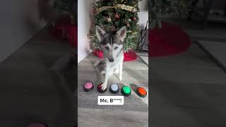 Sapphie the pomsky answers what she is going to get for Christmas [upl. by Elatan]