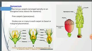 Annonaceae [upl. by Kinghorn53]