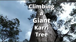 Climbing Australias Scariest Tourist Attraction a Giant Karri Tree [upl. by Lona505]