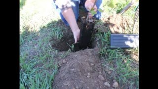 Planting a Chokecherry Bush  Season 2021 Episode 32 [upl. by Schilling469]