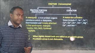 CHEMICAL NATURE OF ENZYME STRUCTURE OF ENZYMES RIBOZYME HYBRID ENZYME AND ABZYME [upl. by Girvin]