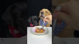 Today Is A Delicious Day Golden and Labrador Oh My God It Smells So Good Cute Dog Debut Plan [upl. by Shepard]