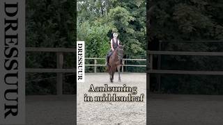 De aanleuning in middendraf horse horsetrainer horsemanship horsetraining paard dressage fy [upl. by Macfarlane]