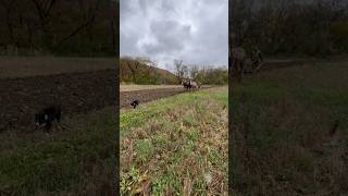 Plowing with Belgian draft horses pulling a LeRoy 110 walking plow [upl. by Panayiotis]