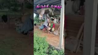 grandpa comedy acting action shorts agriculture village genaration snacks play funny vel [upl. by Rinaldo]