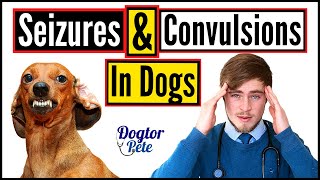 Seizures and Convulsions in Dogs 2020  Vet Explains  Dogtor Pete [upl. by Marchak]