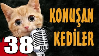 Konuşan Kediler 38  En Komik Kedi Videoları [upl. by Mishaan487]