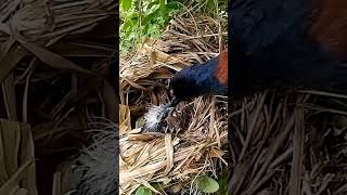 Greater coucal Birds bring mouse skin to feed [upl. by Mellar121]