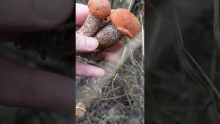 Красноголовець Козар Leccinum aurantiacum mushroom ліс nature природа fungi wildlife [upl. by Colyer219]