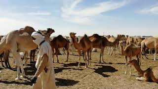 Marché de chameaux à Nouakchott [upl. by Ajssatan]