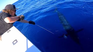 Abrolhos islands Blue marlin fishing [upl. by Aciamaj260]