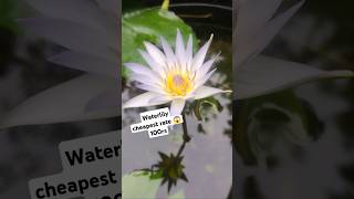 Cheapest waterlily rate available offer 🫴 waterlilly waterlilymalayalam waterplants [upl. by Olracnaig]