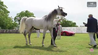 N 86 AMARANTAS RASHMORE Vesuvio Trophy 2024 International Show Stallions 7 Years Old Class 11 [upl. by Esaertal579]