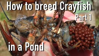 How to Breed CrayfishCrawfish in a Pond 🦞 Part 1 [upl. by Aivatnahs]