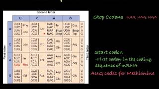 The Genetic Code how to translate mRNA [upl. by Oirasor]