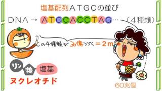 生物２章１話「ＤＮＡ」ｂｙWEB玉塾 [upl. by Riay]