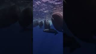 Deep in the Blue Gentle Giants Await🌊🐋shorts youtubeshorts shortsfeed shortvideo trending [upl. by Branch]