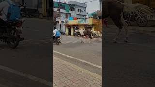 Lakdi ki Kathi Kathi pe ghoda lakdikikathi kathiparghoda horseriding viralshort horseride [upl. by Sanchez326]