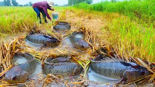 best hand fishing after farmer harvesting rice catch a lot of fish under straw by hand smart man [upl. by Damick]