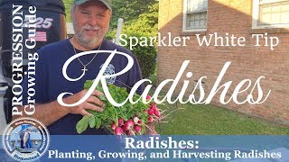 Radishes  Planting l Growing l Harvesting Radishes [upl. by Ahsilyt]