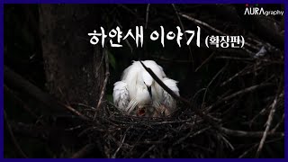 하얀새 이야기 확장판 [upl. by Gayelord]