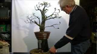 Bonsai Fagus sylvatica macotteren air layer 1 [upl. by Ardnuyek]