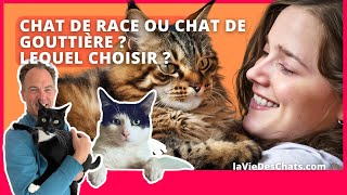 CHAT DE RACE OU CHAT DE GOUTTIÈRE  LEQUEL ADOPTER [upl. by Adnil131]