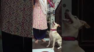 dogsong dogvideo shortvideos [upl. by Bel]