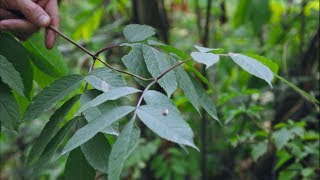 red elderberry  Sambucus racemosa Identification and characteristics [upl. by Thar]