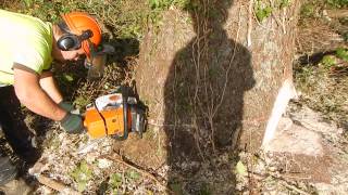 Stihl ms 361 [upl. by Anived312]