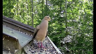 Mourning Dove Call amp Attracting a Mate [upl. by Filippa]