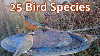 25 Bird Species at the Birdbath [upl. by Wells406]