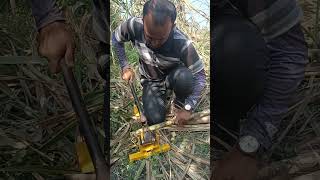 Sugarcane bud cutter agritech music sugarfarming video [upl. by Aidni575]