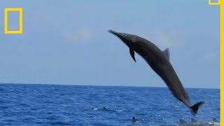 Le dauphin du CostaRica est un acrobate [upl. by Friedly]