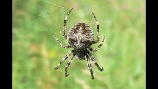 Угловатый крестовик Паук из Красной книги  Araneus angulatus [upl. by Brandon]