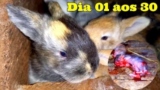 Filhotes de Coelhos do dia 1Â° aos 30 dias de nascidos [upl. by Prud]