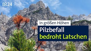 Bergwelt Latschen von Pilzerkrankung bedroht  Abendschau  BR24 [upl. by Ernaline424]