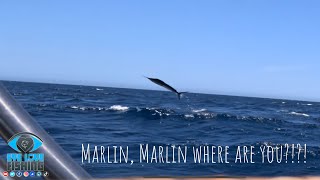 Marlin Marlin Where are you [upl. by Evelin745]