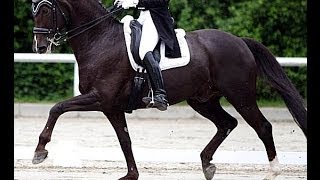 SOLD wwwsporthorsesonlinecom 2004 St Georges dressage gelding 162 hh [upl. by Avrenim]