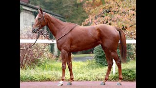 Lot 485 RAYBIYA  Arqana Breeding Stock Sale 2024 [upl. by Gerhardine631]