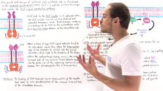 EGF Signal Transduction Pathway [upl. by Freeborn]