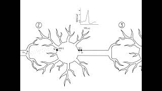 Excitatory and Inhibitory Circuits [upl. by Mendoza]